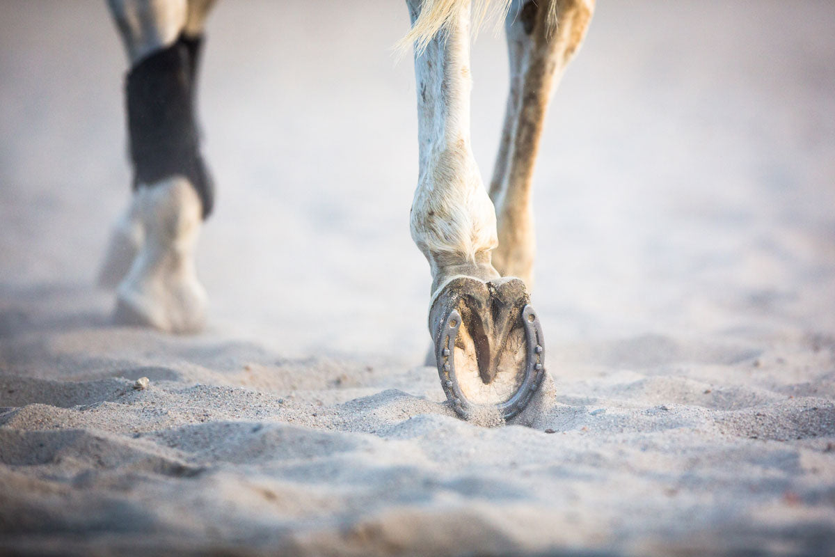 Tips & Tricks for Healthy Hooves