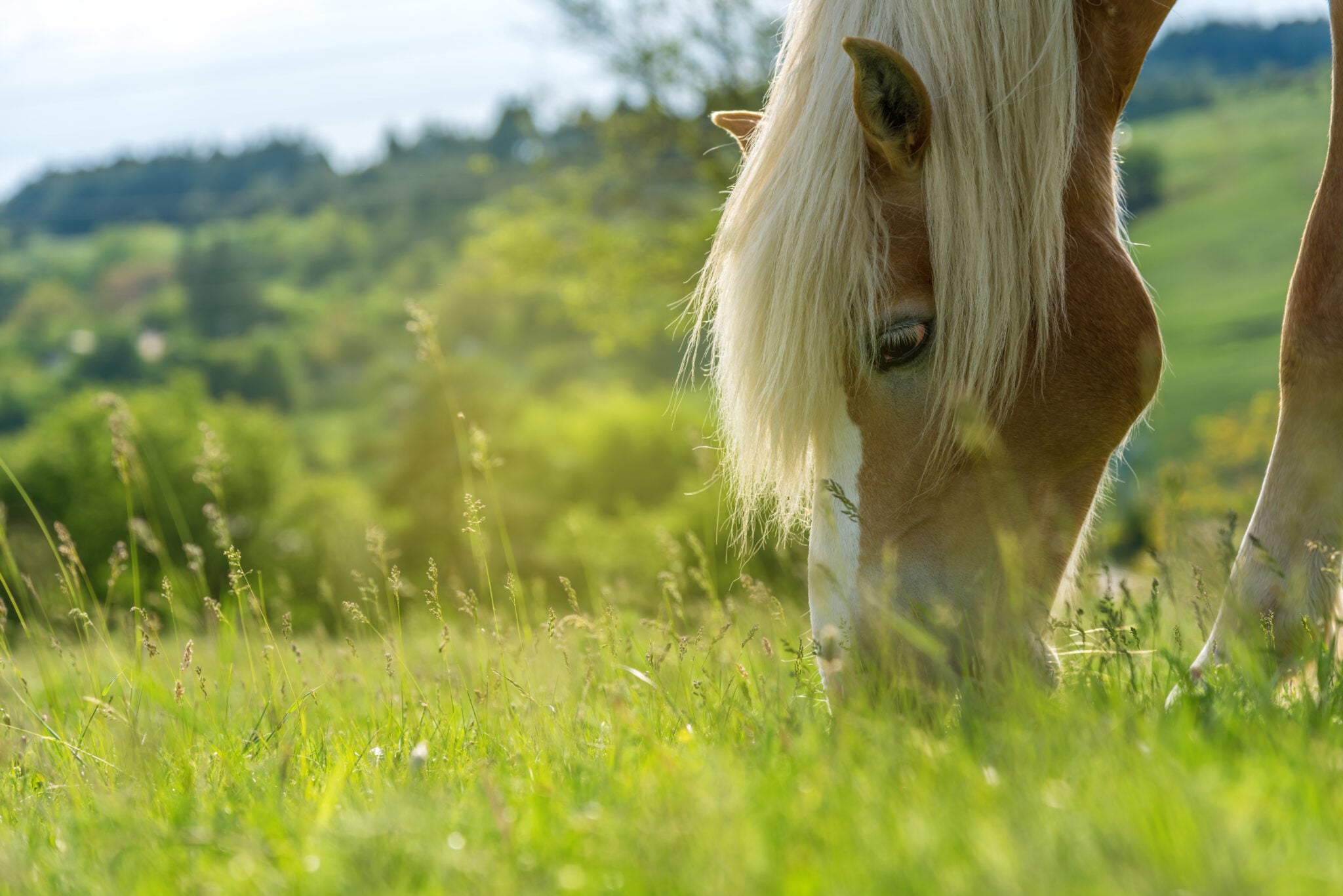 Spring grass and fructan: what should you watch out for?