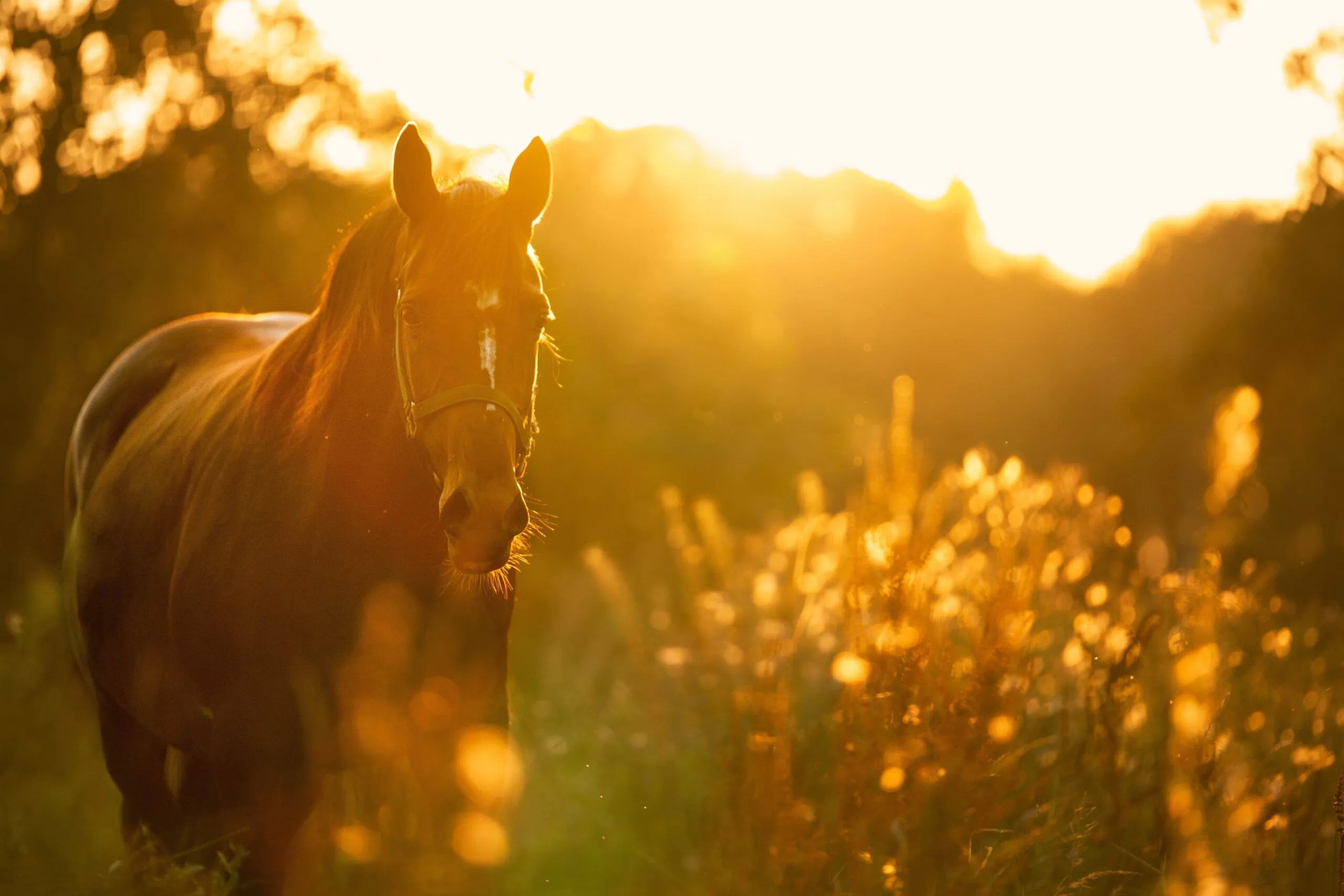 What you should know about horses and sugar