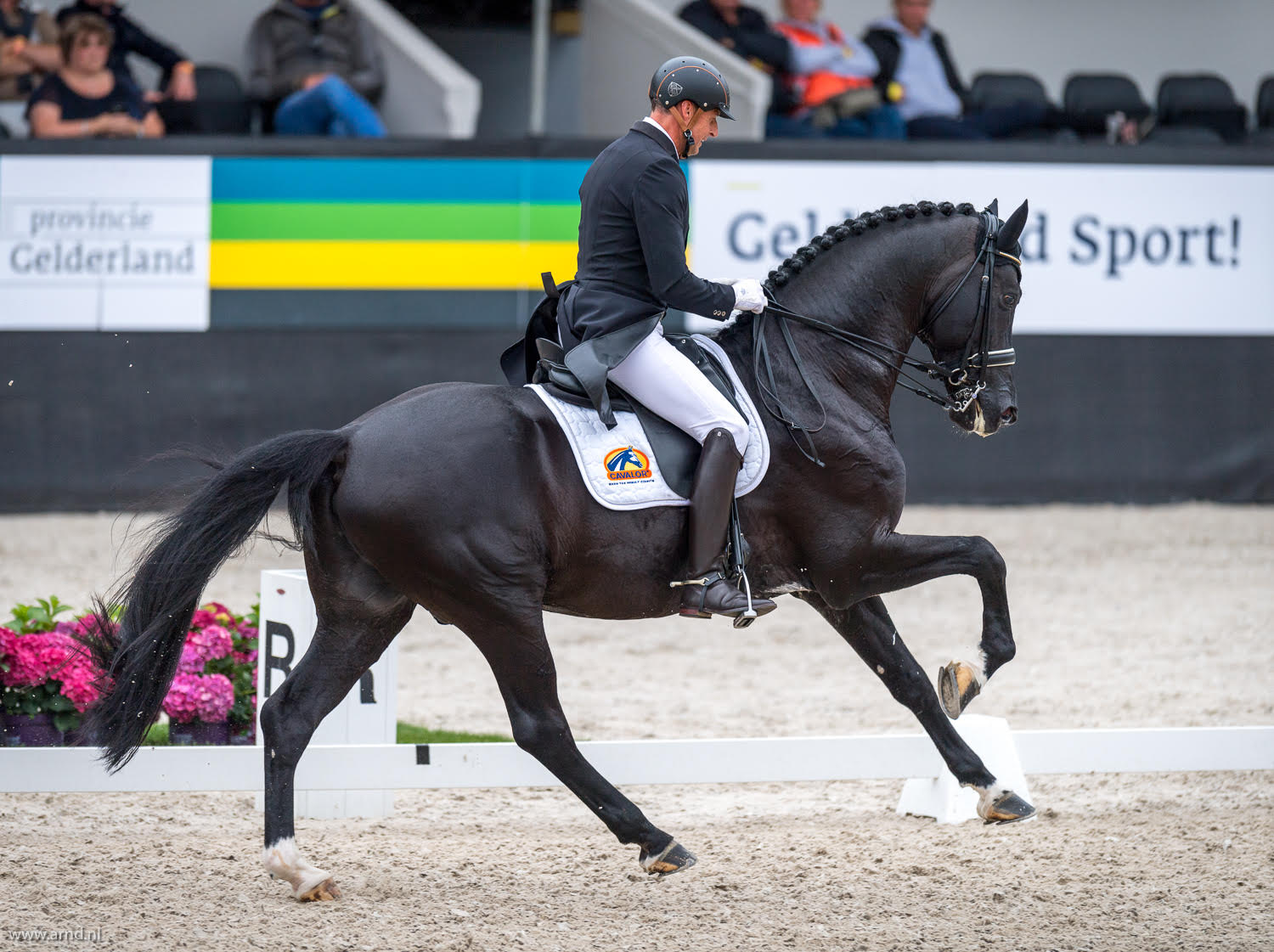 Supplements for Dressage Horses